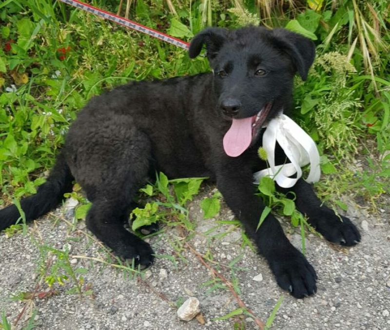 MASCARPONE, BELLISSIMO MIX LABRADOR