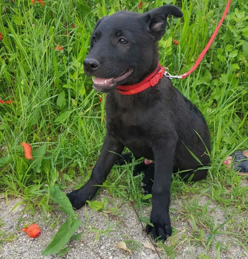 CIOCCOLATO, DOLCE MIX LABRADOR