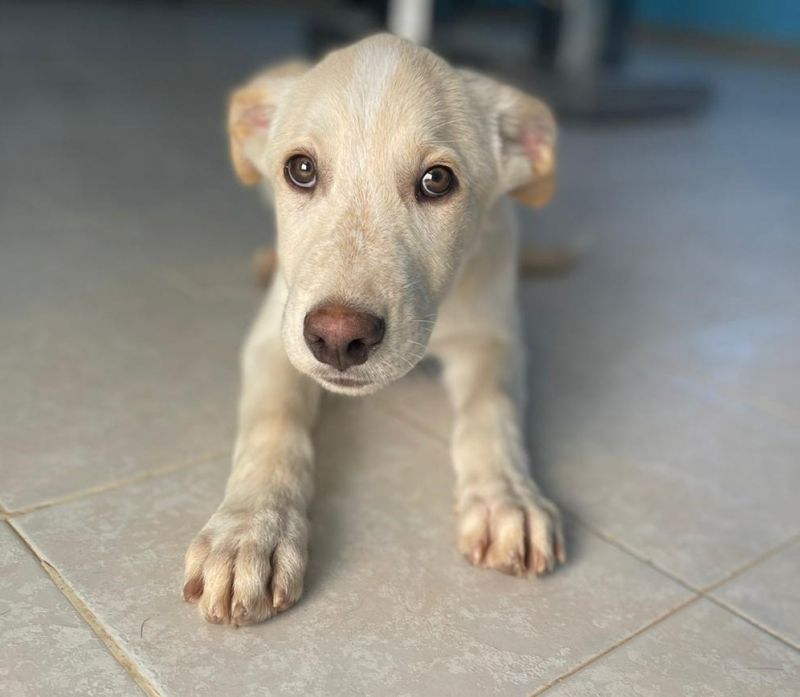 ZAMPINO SIMIL LABRADORINO