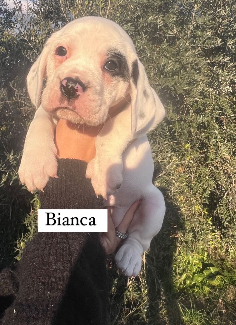 BIANCA