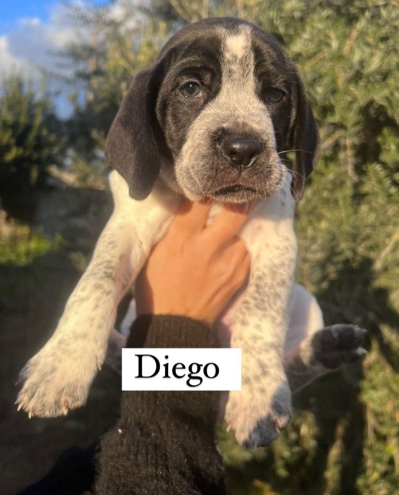 DIEGO