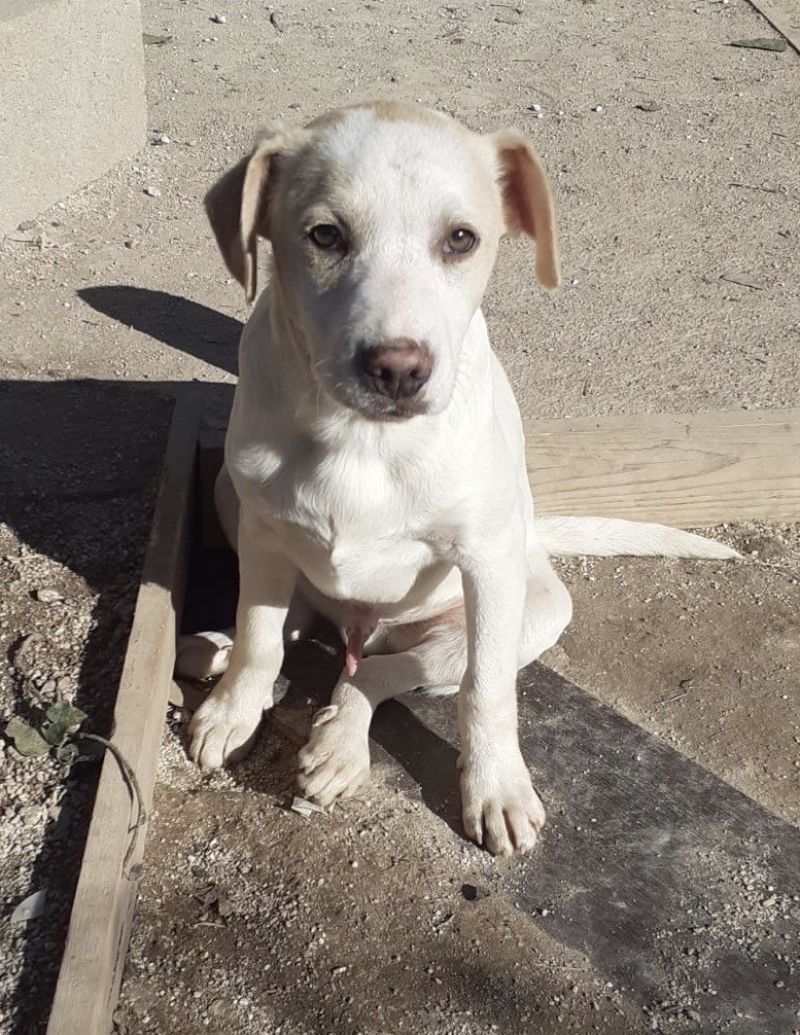 PLATONE DOLCE E SIMPATICO SIMIL LABRADORINO