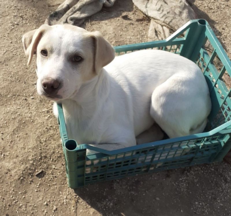 BISCOTTO DOLCE SIMIL LABRADORINO