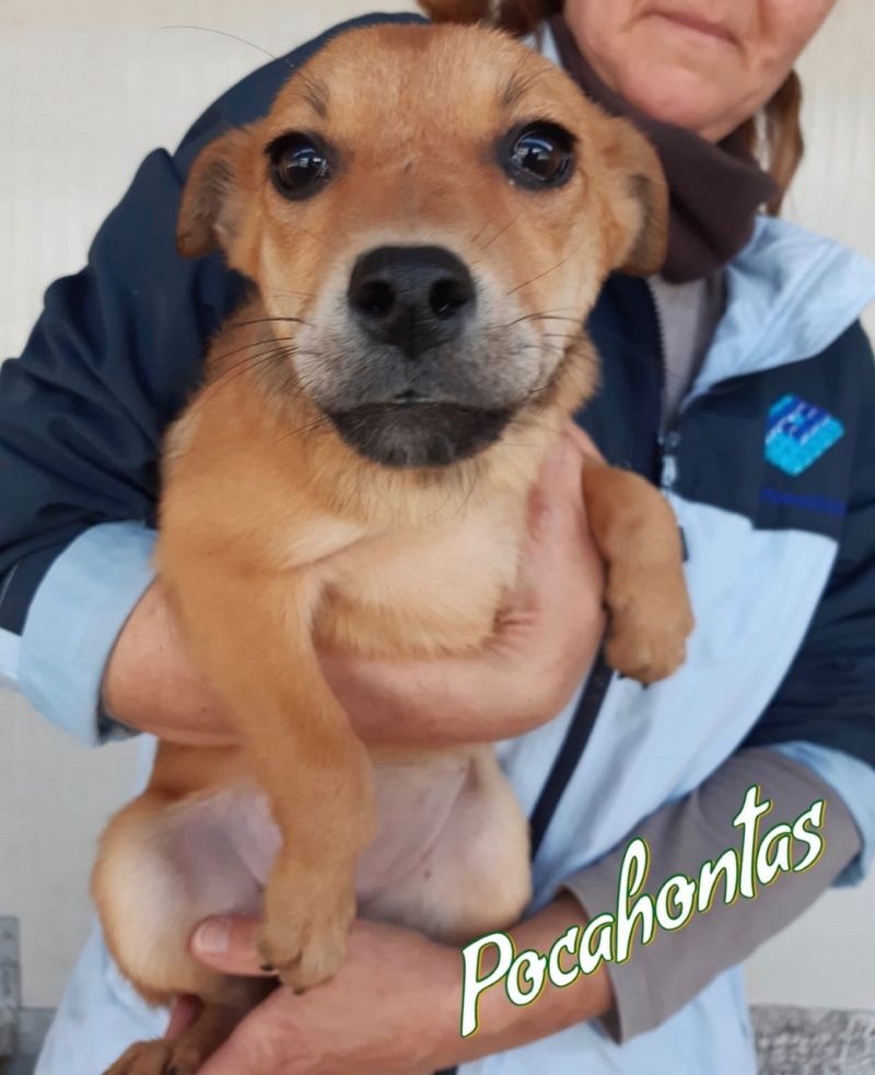 LA DOLCE POCAHONTAS