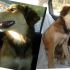 SPEEDA, DOLCISSIMA CUCCIOLONA
