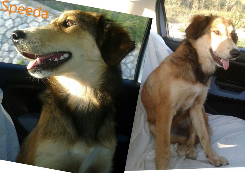 SPEEDA, DOLCISSIMA CUCCIOLONA