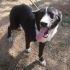 NEMO, CUCCIOLO BORDER COLLIE