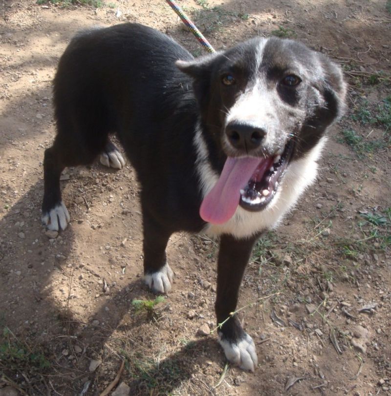 NEMO, CUCCIOLO BORDER COLLIE