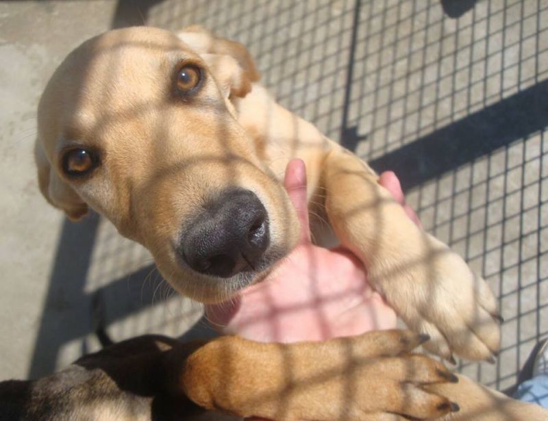 KITO, SIMIL LABRADOR