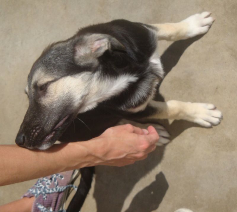 ANGEL, MIX PASTORINA