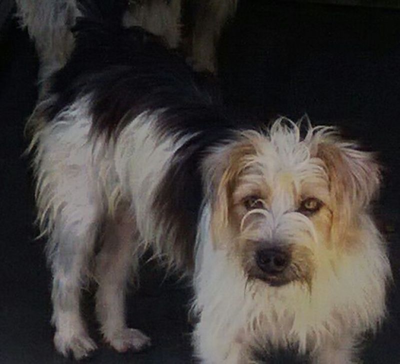 KIKO, SIMIL YORKINO BELLISSIMO