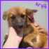 la piccola ARYA