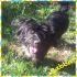 BABBA', CUCCIOLONE mix  schanauzer 