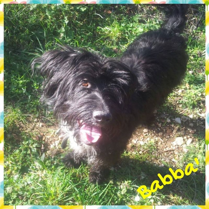 BABBA', CUCCIOLONE mix schanauzer