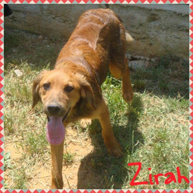 ZIRA, MIX SETTERINA