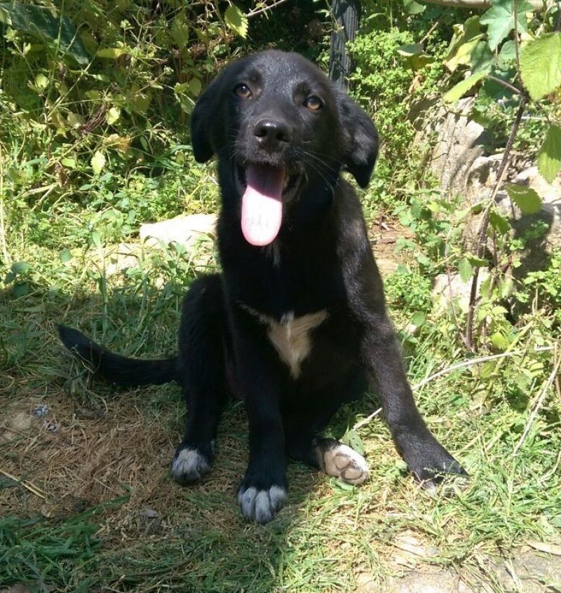 COMETA, SIMIL LABRADOR