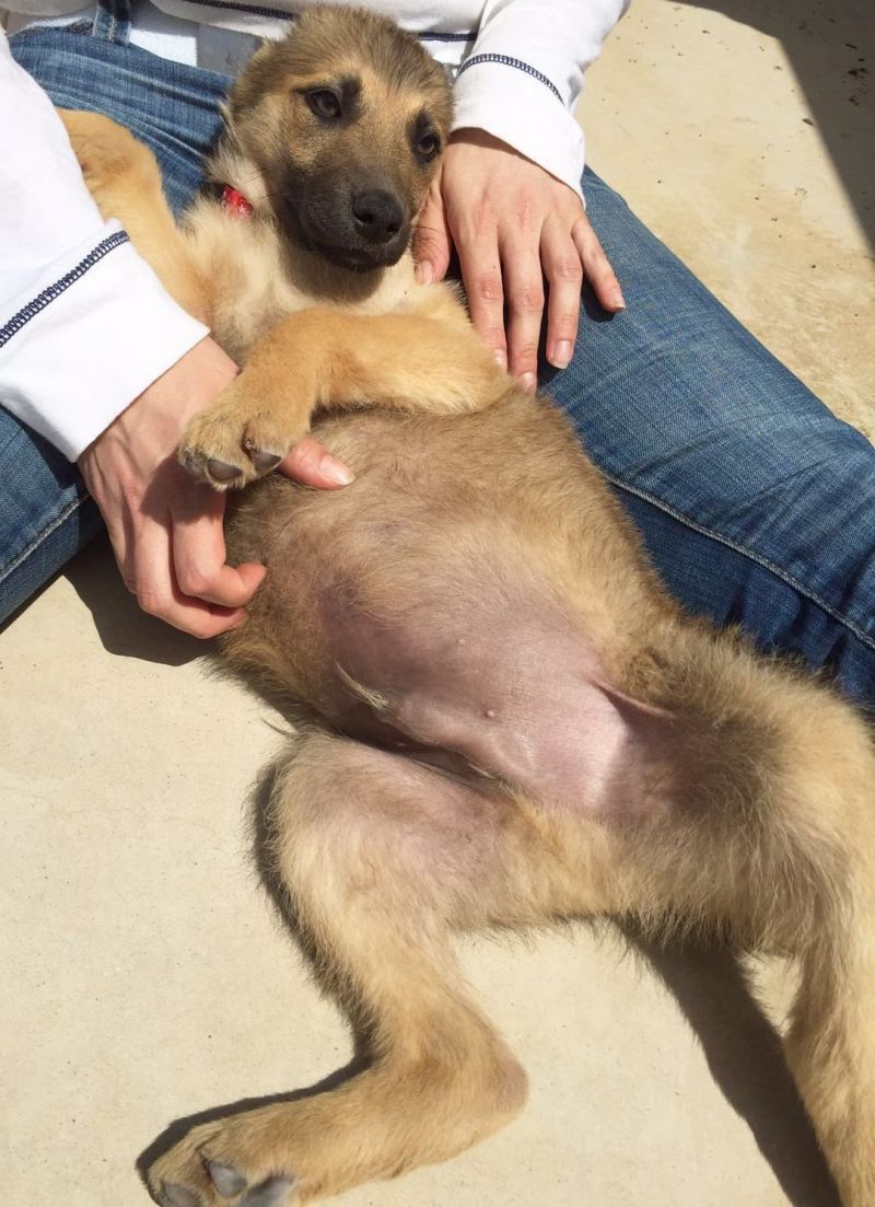 ELVIS, MIX LUPETTO