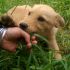 GRANATA, SIMIL LABRADOR
