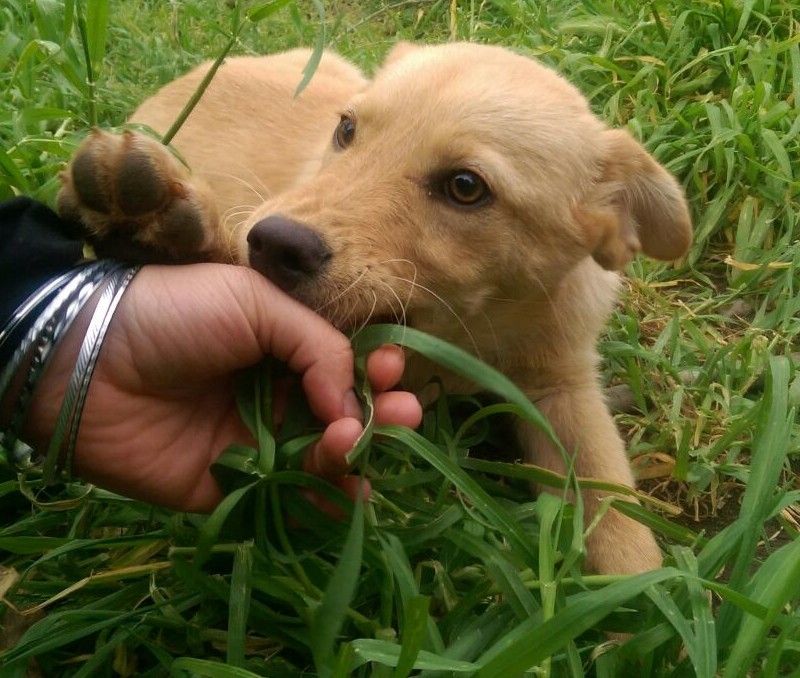 GRANATA, SIMIL LABRADOR