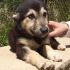 BILLINO, MIX PASTORINO/LUPETTO