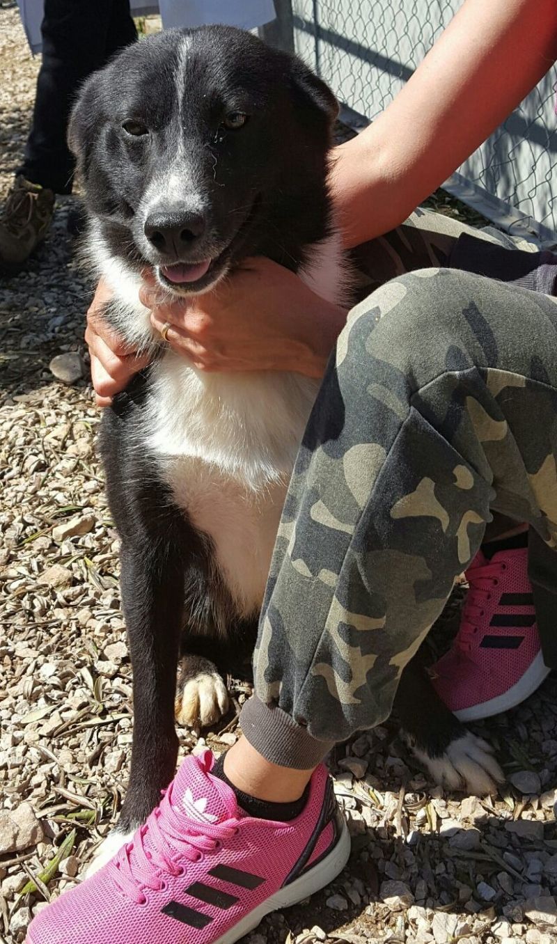 MAPO, BELLISSIMO BORDER COLLIE