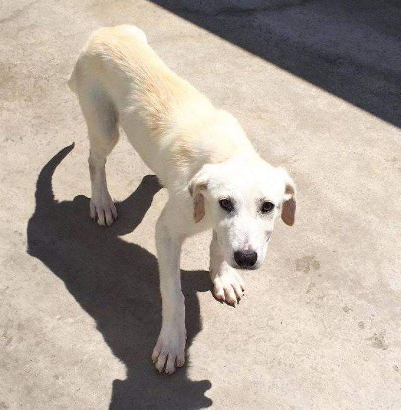 SUSANNA, CUCCIOLA SIMIL LABRADOR