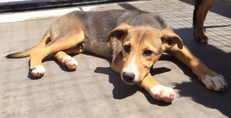 HEDO,SIMPATICO CUCCIOLOTTO