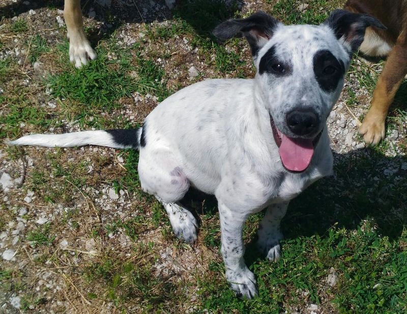 HUAWEY, TENERO CUCCIOLOTTO