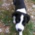 CRICK, TENERO CUCCIOLOTTO