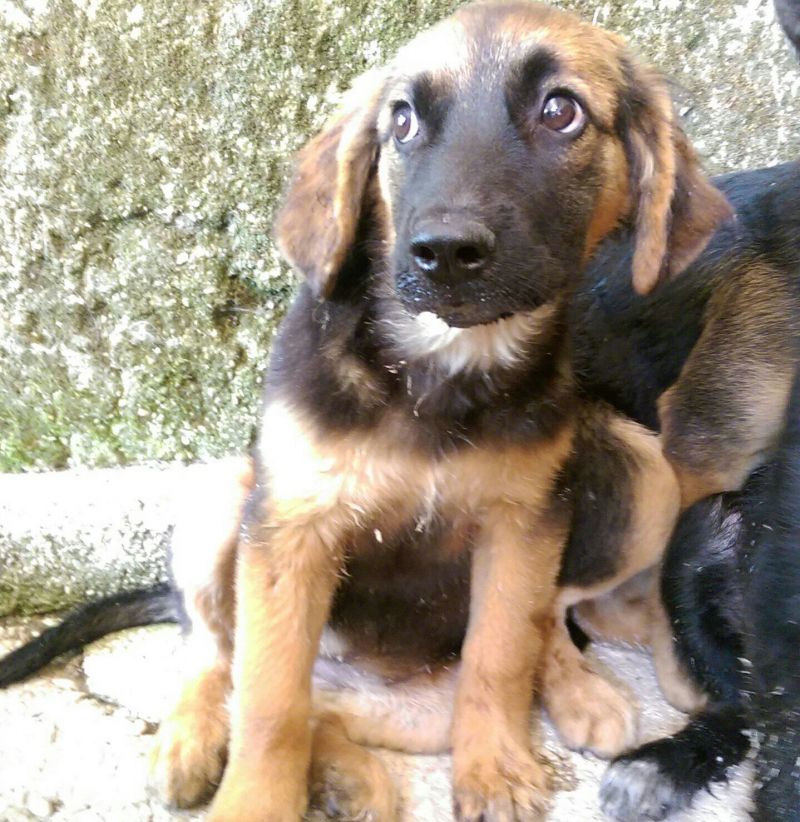 ALGIDA, UNA CUCCIOLINA DA AMARE