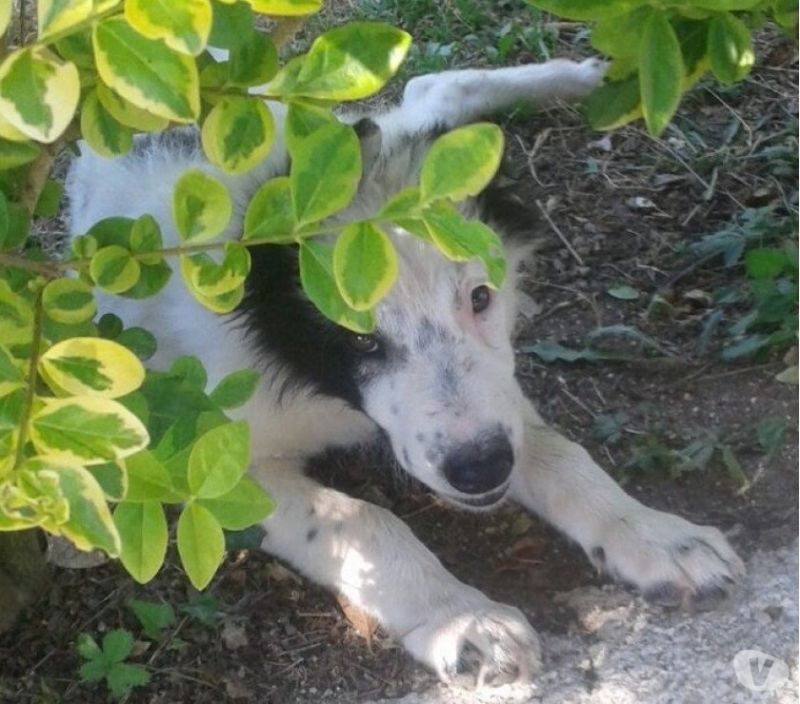FLIPPER, TENERO CUCCIOLONE DA ADOTTARE