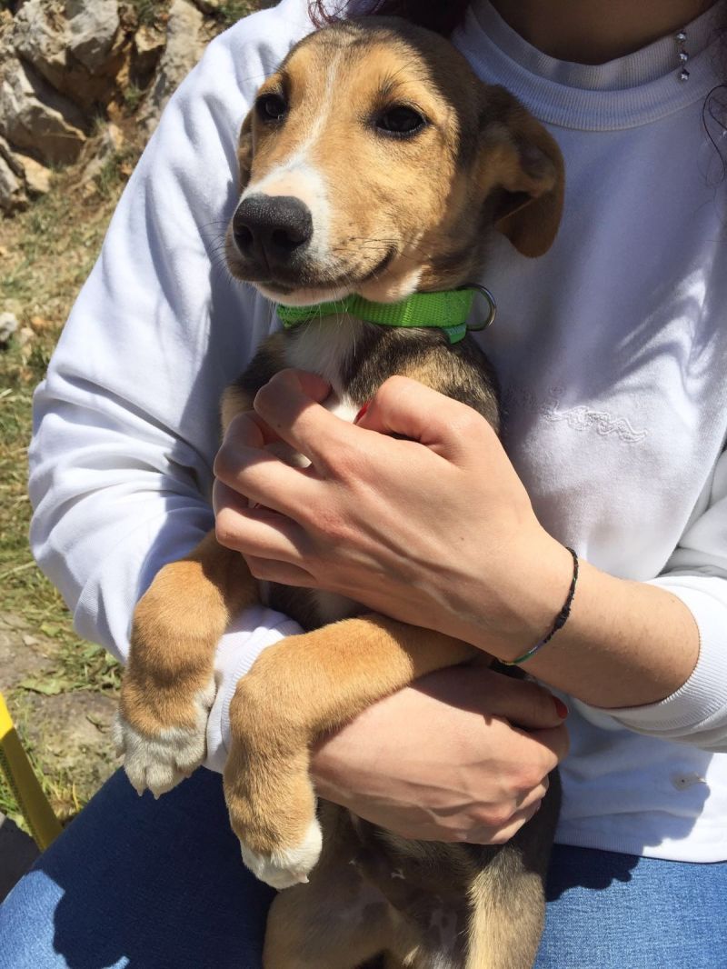 HEDO FANTASTICO CUCCIOLONE IN CERCA DI CASA