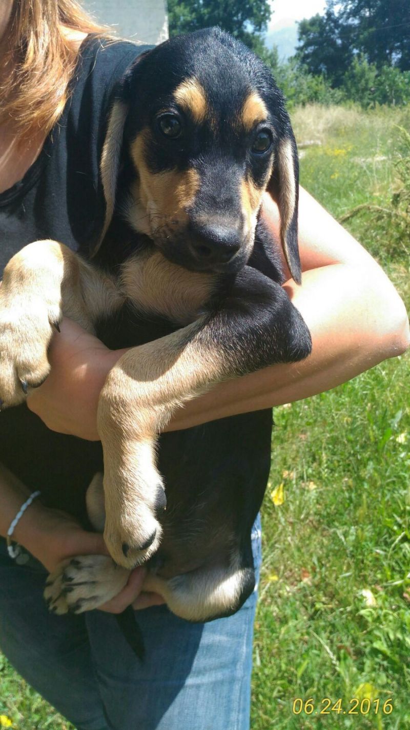 BRUIN, TENERO SEGUGINO IN CERCA DI AMORE