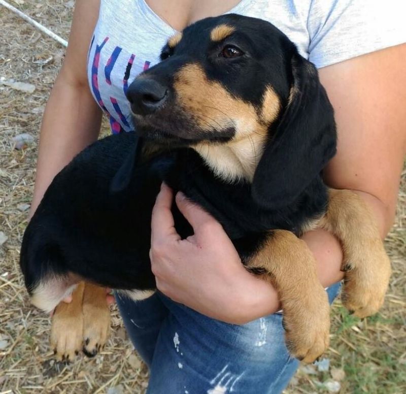 MORETTA, SEGUGINA DOLCISSIMA