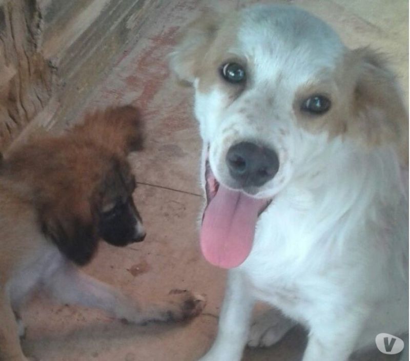 SPOTTY, UN CUCCIOLOTTO IN CERCA DI COCCOLE E AMORE