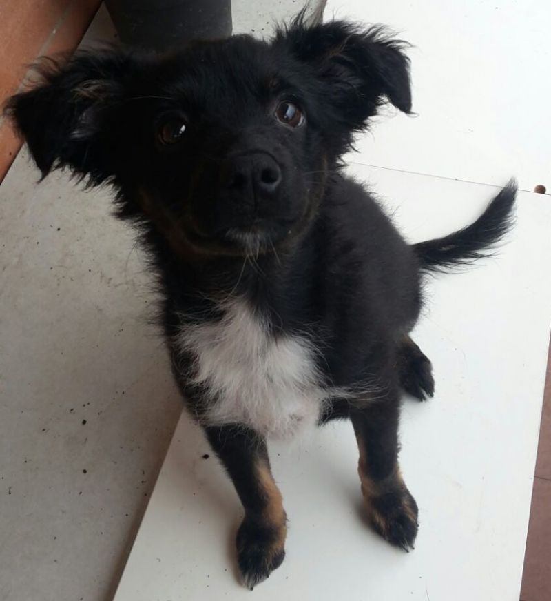 LISA, TENERA CUCCIOLOTTA IN CERCA DI CASA