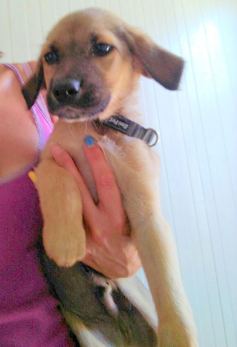 ERIC,UN CUCCIOLOTTO DA AMARE