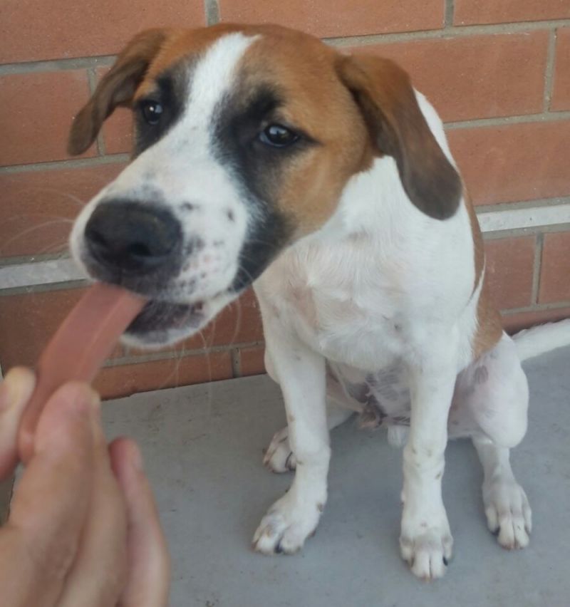 Gus, come resistere a tale simpatia?