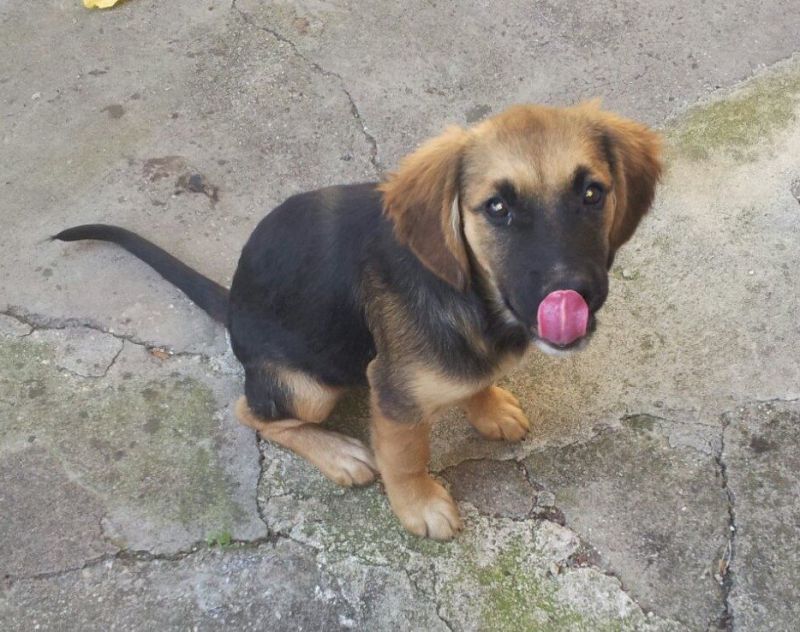 SAMMONTANA , UNA CUCCIOLOTTA IN CERCA DI CASA