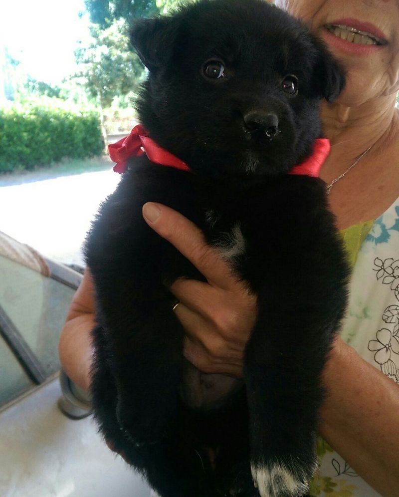 VIOLINO, SPLENDIDO CUCCIOLOTTODI 50 GIORNI