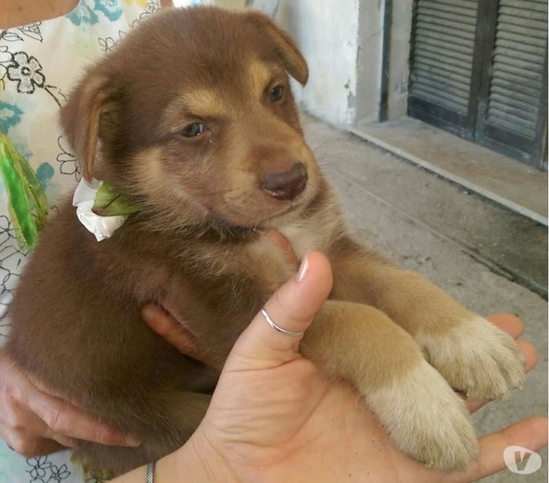 MARACAS, 50 giorni di tenerezza