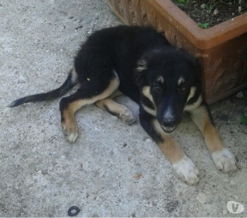 DOROTEA, TENERISSIMA CUCCIOLONA