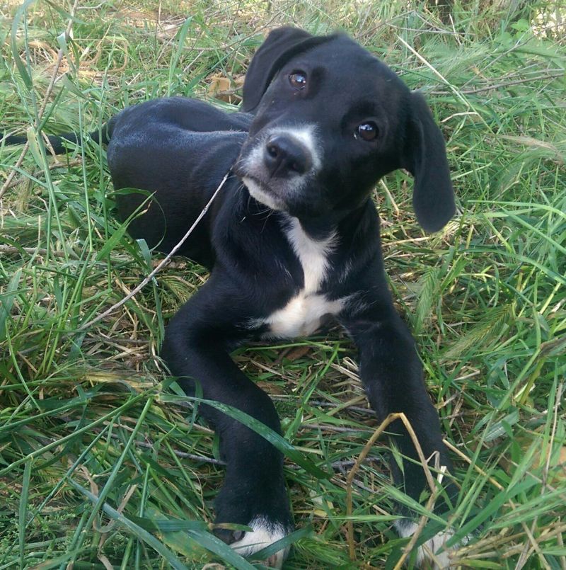 PERA, STELLINA IN CERCA DI CASA