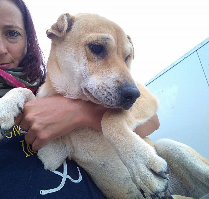 ELENA, CUCCIOLONA MIX SHARPEI