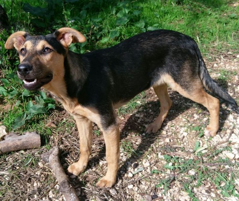 CRUSCA, BELLISSIMA SIMIL LUPETTA