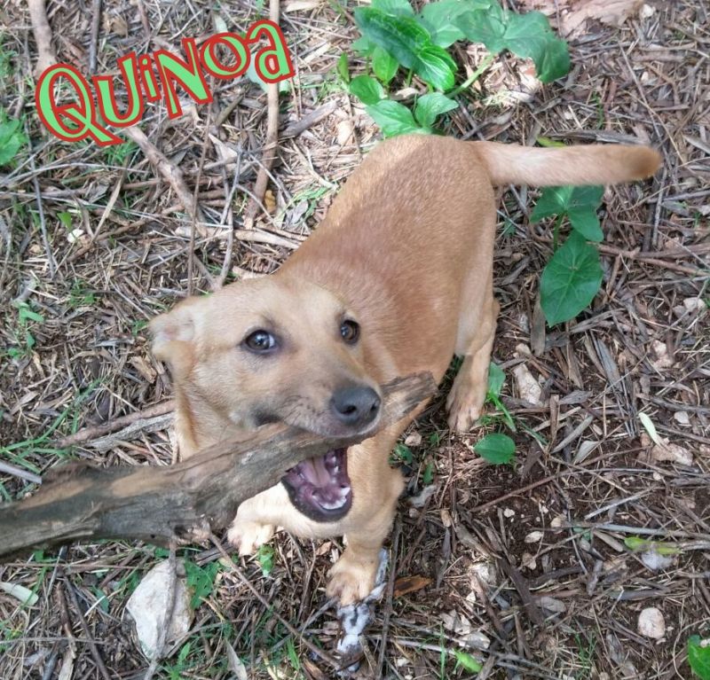 QUINOA, DOLCE CUCCIOLOTTA