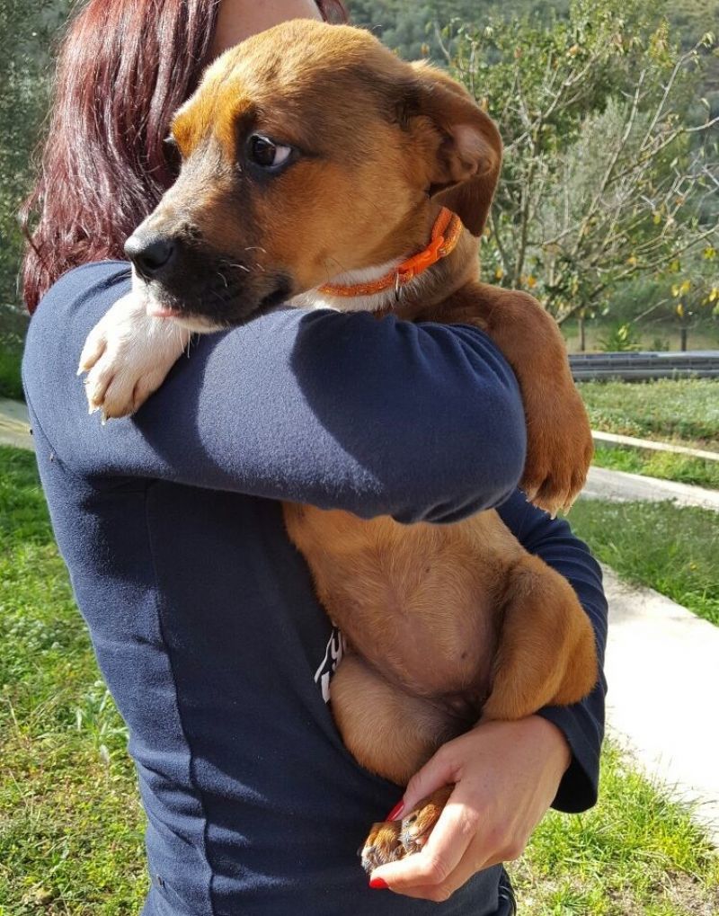 NINFEA, SIMIL BOXERINA TENERISSIMA