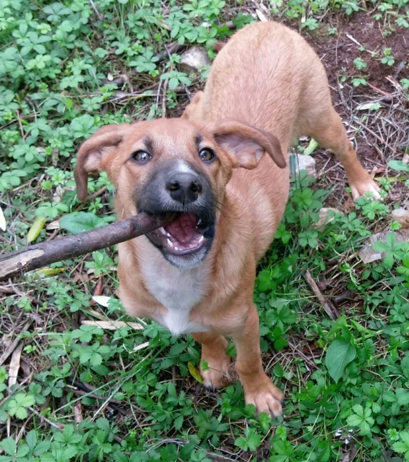 STICH,DOLCE CUCCIOLOTTO