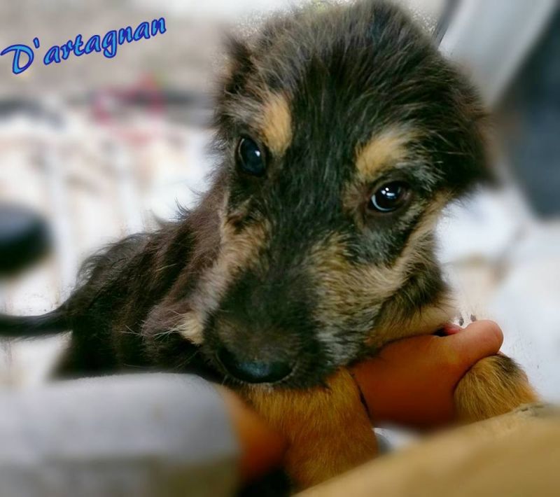 D'ARTAGNAN, UN CUCCIOLO DA AMARE