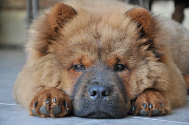 Il mio orsetto trudi!